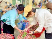 Tiêu dùng - Mận hậu bán ngập thị trường, tiểu thương chỉ cách phân biệt mận Việt và mận Trung Quốc