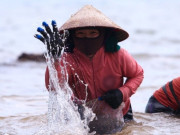 Tin tức - Ngụp lặn với sóng nước, kiếm nửa triệu mỗi ngày từ rong biển