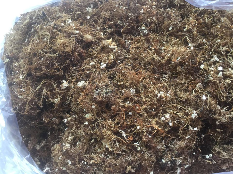 Rau xu xoa khô, nguyên liệu chế biến món xu xoa thơm ngon