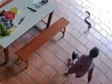 Phút nhanh trí của cụ bà 96 tuổi ở Nghệ An bị rắn hổ mang lao vào tấn công