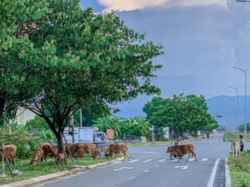 Đà Nẵng: Bò thả rông húc văng cháu bé đang chơi trước nhà