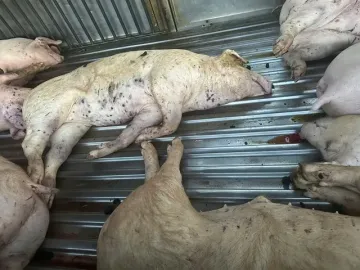 Mua lợn chết đưa vào cơ sở giết mổ