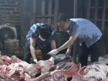 Phát hiện gần 3 tấn thịt lợn nhiễm dịch tả châu Phi tại cơ sở giết mổ