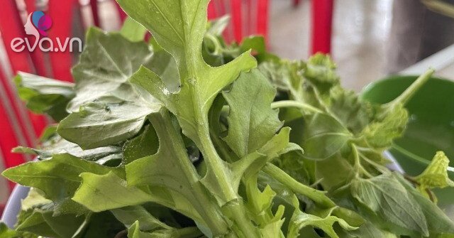 Loại rau rừng mọc đầy không ai hái, nay là đặc sản vì vị ngọt giòn ...