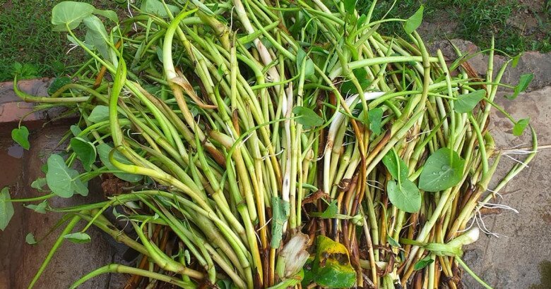 Thứ amp;#34;lộc trời banamp;#34; xưa dân nghèo dùng để amp;#34;chống đóiamp;#34; nay lại thành đặc sản, dân sành ăn mới biết cách chế biến - 6
