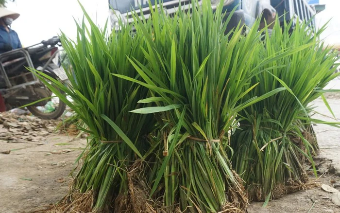 Lạ lùng phiên chợ giữa lòng Nghệ An, bán duy nhất một thứ tưởng không ai mua mà lúc nào cũng nườm nượp khách - 2