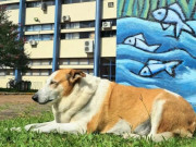 Lifestyle - Chú chó bất ngờ trở thành "ngôi sao" ở Brazil, là Phó hiệu trưởng danh dự, sở hữu tài khoản Instagram hơn 21k người theo dõi