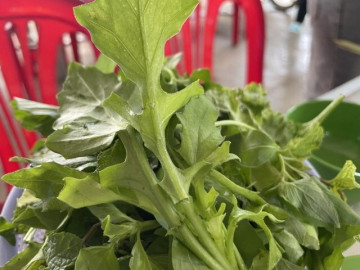 Loại rau rừng mọc đầy không ai hái, nay là đặc sản vì vị ngọt giòn, được giới sành ăn săn lùng