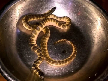 Lifestyle - Con vật được ví như "quái vật biển" khiến nhiều người sợ "chết khiếp": Là đặc sản ở Quảng Bình vì siêu bổ dưỡng