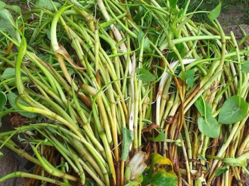 Thứ lộc trời ban xưa dân nghèo dùng để chống đói nay lại thành đặc sản, dân sành ăn mới biết cách chế biến