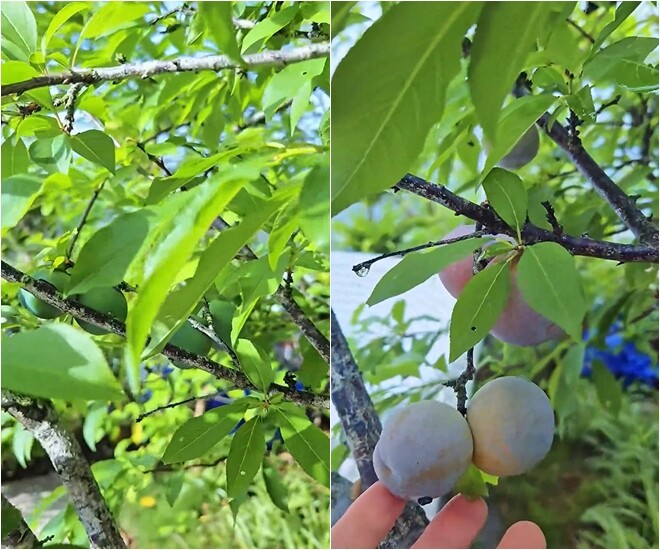Vườn được trồng cây ăn quả như mận, theo tiêu chí “thuần tự nhiên, không hóa chất” 