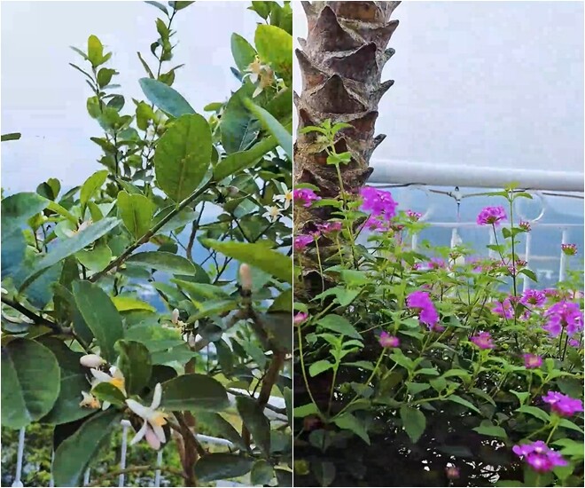 Góc vườn hoa rực rỡ với nhiều loại như nhài, đỗ quyên, hoa giấy… thể hiện sự chăm chút tỉ mỉ từ bà xã Mạnh Trường.