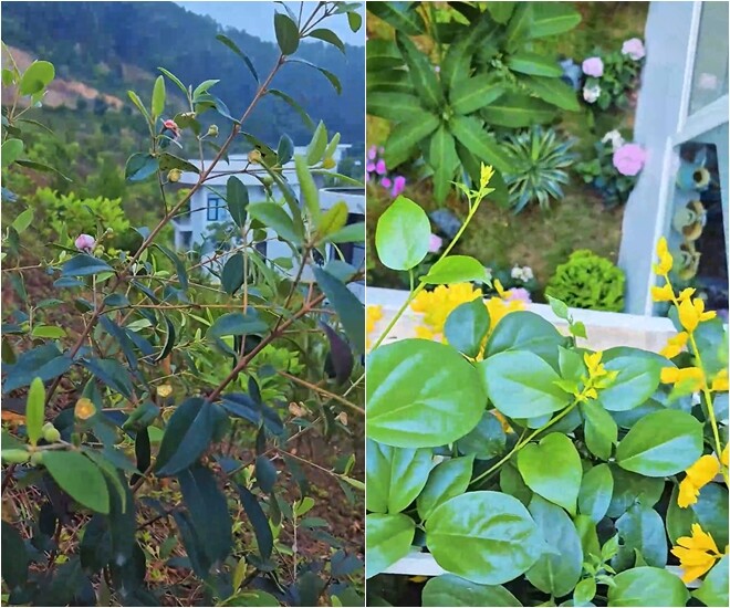 Một số cây rừng mọc tự nhiên được giữ lại để hòa quyện với cây cảnh do gia đình tự trồng, tạo nên sự mộc mạc hiếm thấy trong khu nghỉ.
