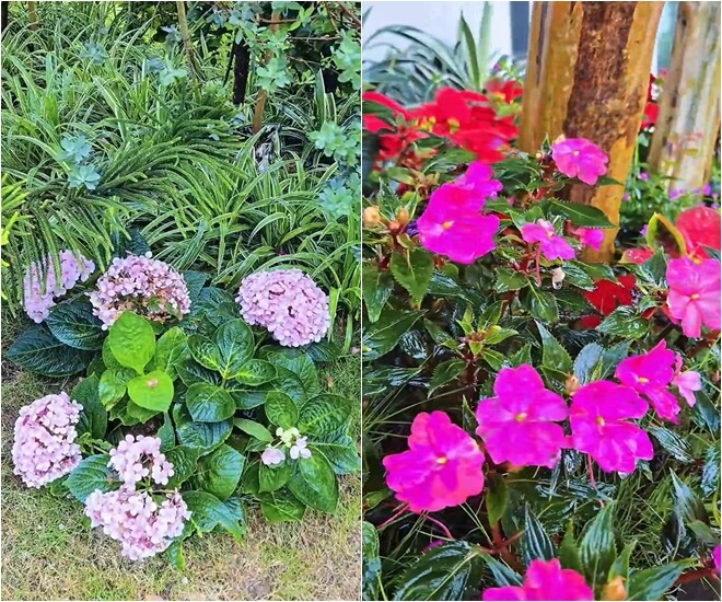 Những cụm cẩm tú cầu màu hồng phấn, cạnh đó là ngũ sắc đỏ rực. Các loại hoa này thường được trồng sát gốc cây lớn để giữ ẩm.