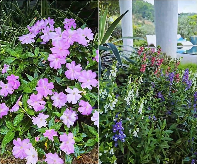 Các khóm hoa cánh bướm, thiên lý và dạ yến thảo được trồng thành từng cụm theo màu sắc, dọc các lối đi và chân cột nhà.