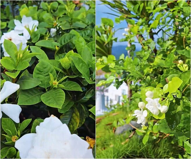Hai loại hoa trắng có mùi hương dịu nhẹ, hoa dành dành và hoa nhài được trồng dọc bờ rào, vừa làm đẹp vừa xua muỗi tự nhiên.