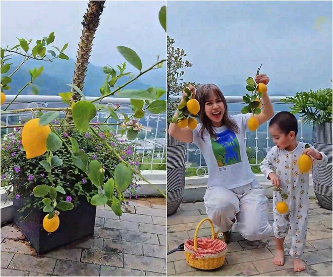 Cây chanh vàng sai quả, được trồng trong chậu lớn trên sân thượng, nhỏ gọn mà vẫn cho thu hoạch, vừa làm cảnh vừa làm thực phẩm.