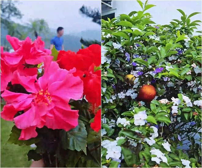 Những góc sân vườn ngập tràn hoa, tạo nên khu vực sống ảo “triệu like” ngay trong cơ ngơi của nam diễn viên.