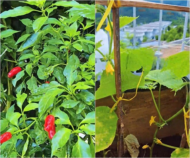 Vườn gia vị với ớt, dưa chuột được trồng theo phương pháp gọn gàng, tiện chăm, có thể thu hoạch hàng ngày.