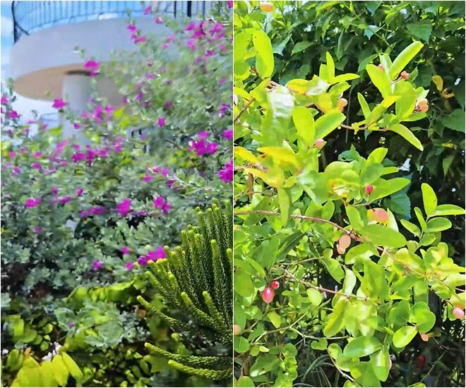 Vườn nhà phủ kín sắc tím từ bụi hoa tuyết sơn phi hồng tạo mảng màu nổi bật cạnh biệt thự trắng.