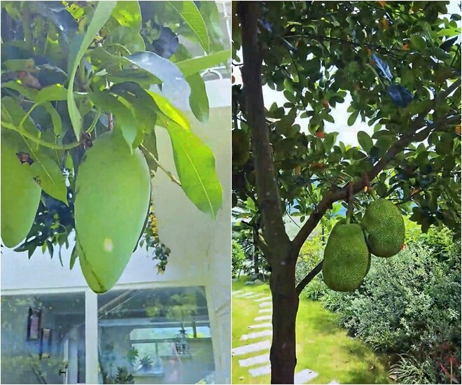 Cây xoài sai trái nằm ngay gần hiên nhà, mít thì to tròn nằm gọn trong khu lối đi lát đá - đều là cây ăn quả dễ trồng, dễ chăm.