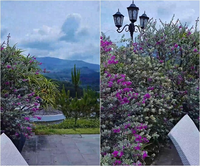 Loài hoa này được trồng thành hàng bao quanh khu ghế nghỉ, phía sau là đèn kiểu cổ điển, tạo cảm giác như đang ở resort.