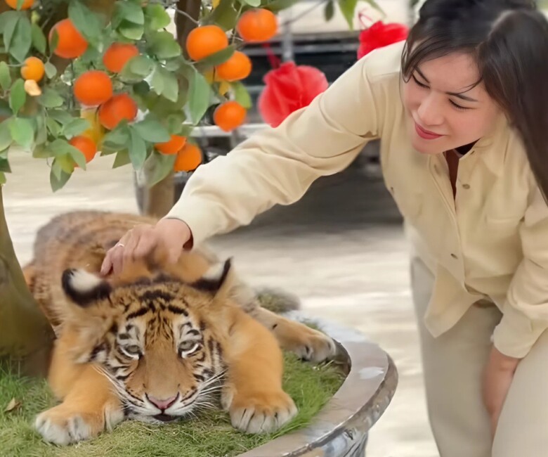 Tuy ở tỉnh Nghệ An nhưng nhiều du khách ở các địa phương lận cận cũng không ngại đường xa, đến chụp ảnh với “chúa sơn lâm” cực đặc biệt này.