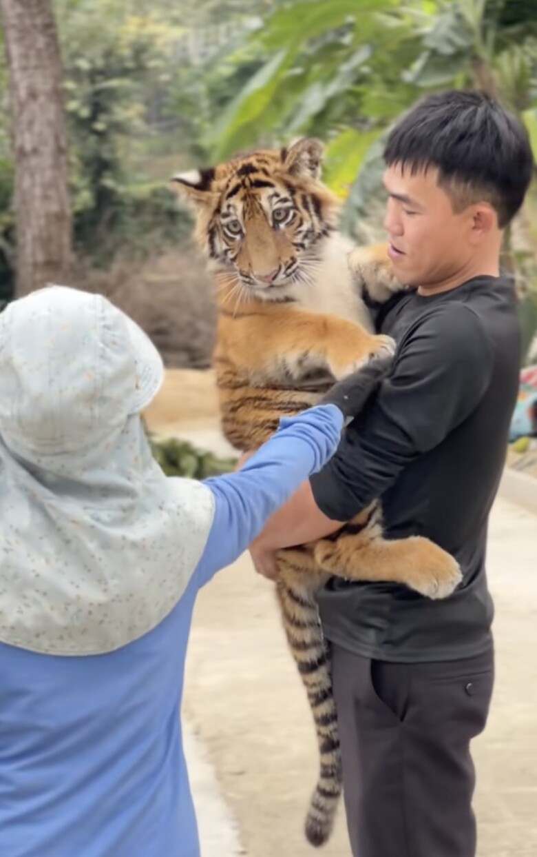 Theo ban quản lý khu du lịch, Ngao được nuôi dưỡng từ nhỏ nên rất thân thiện. Tuy nhiên, họ cũng nhấn mạnh việc đảm bảo an toàn cho du khách và bản thân chú hổ. Việc tiếp cận Ngao luôn được giám sát chặt chẽ để đảm bảo không xảy ra sự cố đáng tiếc.