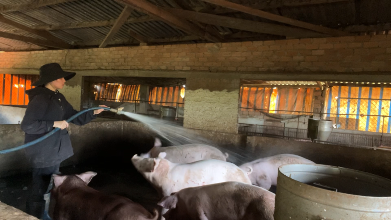 Do xuất thân từ nhà nông nên chị nhanh chóng bắt kịp tiến độ của công việc tiếp quản, chăm sóc của đàn lợn khoảng 200 con.