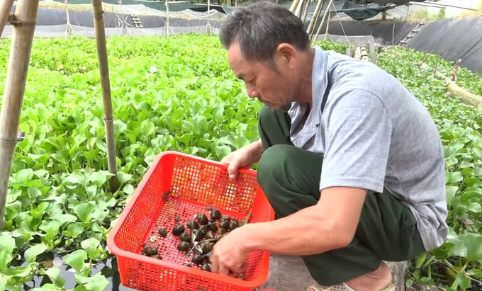 Quyết tâm chuyển đổi mô hình canh tác, ông Từng đi khắp nơi học hỏi, kết hợp nghiên cứu trên sách, báo, mạng Internet, nhận thấy nuôi ốc nhồi có thể áp dụng tại phần ao sẵn có của gia đình, ông đã đầu tư khoảng 100 triệu đồng để bắt đầu.