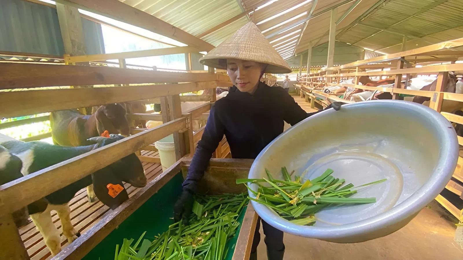 Theo chị Hiền, dê Boer có đặc tính dễ nuôi, dễ chăm sóc, tốc độ sinh trưởng nhanh, giúp nông dân nhanh thu hồi vốn.