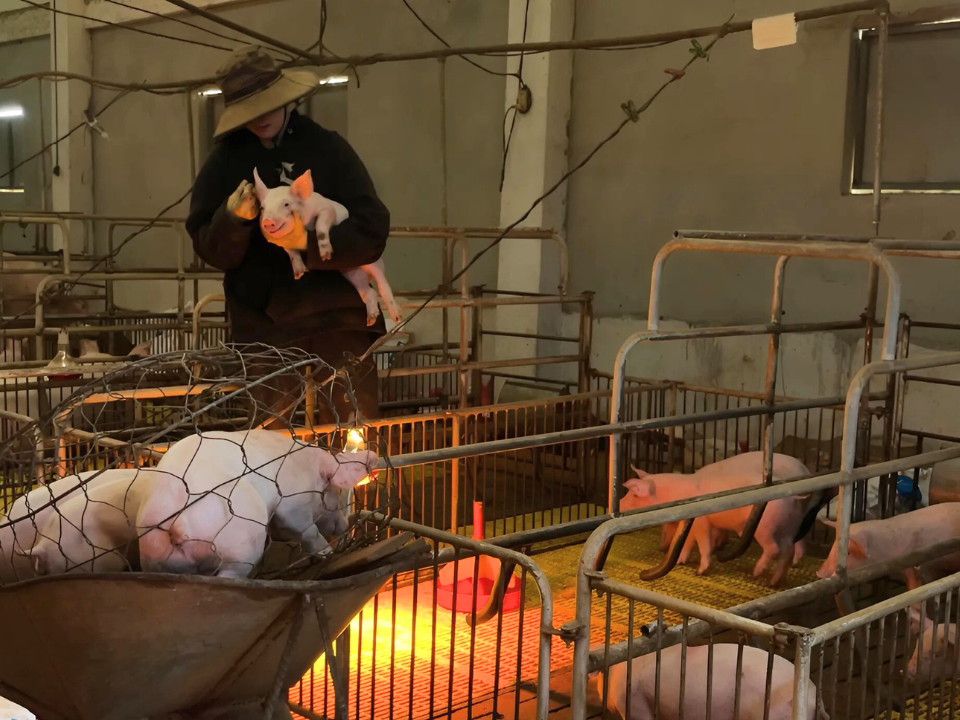 Chị Thương phải chăm sóc, quản lý đàn lợn, đảm bảo vật nuôi phát triển tốt, không nhiễm bệnh.