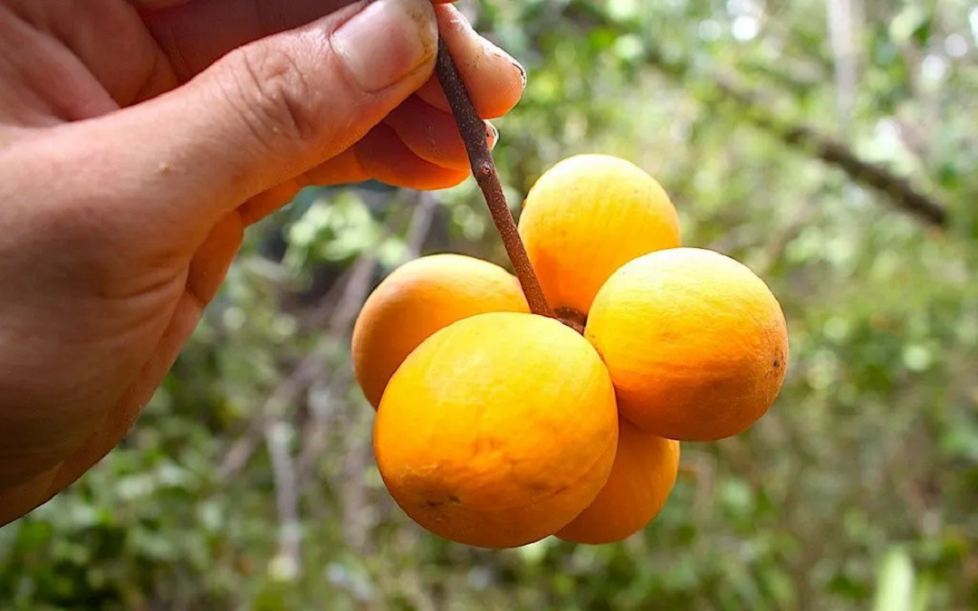 Trái gùi khó hái vì nằm tận trong rừng sâu, chỉ có những người hay đi rừng mới săn được do đó loại trái cây đặc sản này có giá khá đắt đỏ khi vào mùa.