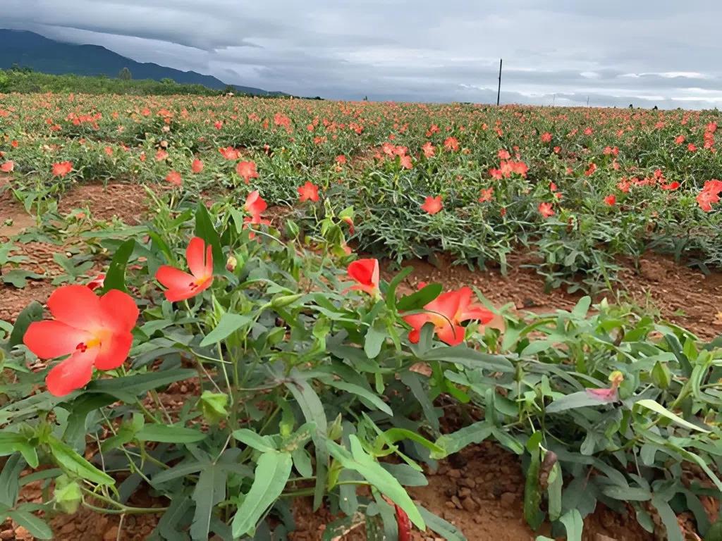Từ thân, lá, hoa và đặc biệt là rễ của cây sâm bố chính đều giúp người nông dân hái ra tiền.