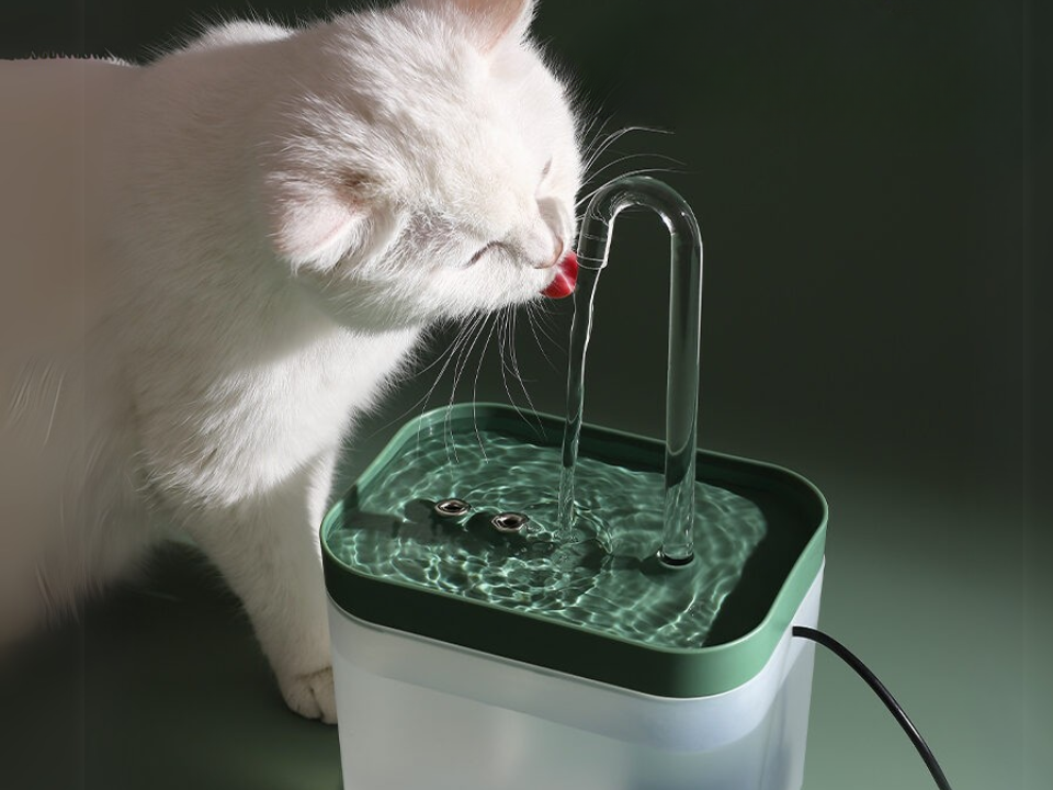 How to Help Your Pet Feel Less Scared During Bath Time – Tips for Caring Pet Owners How to Help Your Pet Feel Less Scared During Bath Time – Tips for Caring Pet Owners