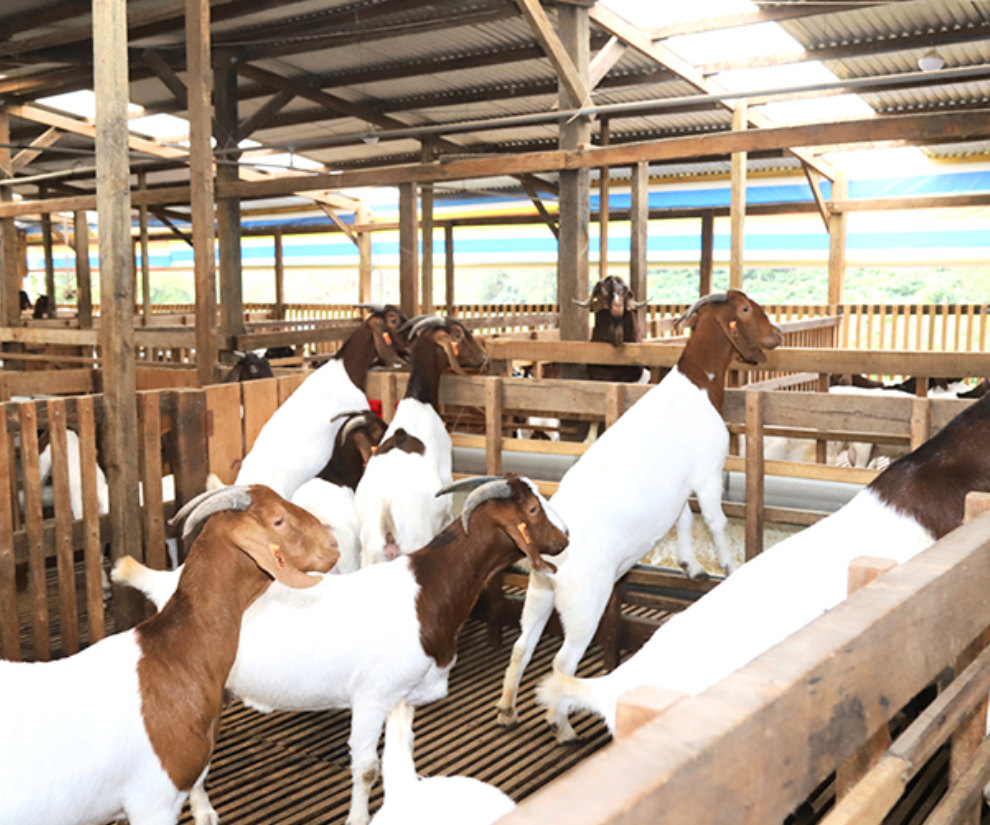 Dê Boer có đặc tính dễ nuôi, không gây nhiều tiếng ồn, chỉ cần cung cấp môi trường sống phù hợp, đủ thức ăn thì chúng có thể phát triển tốt, tăng cân nhanh.
