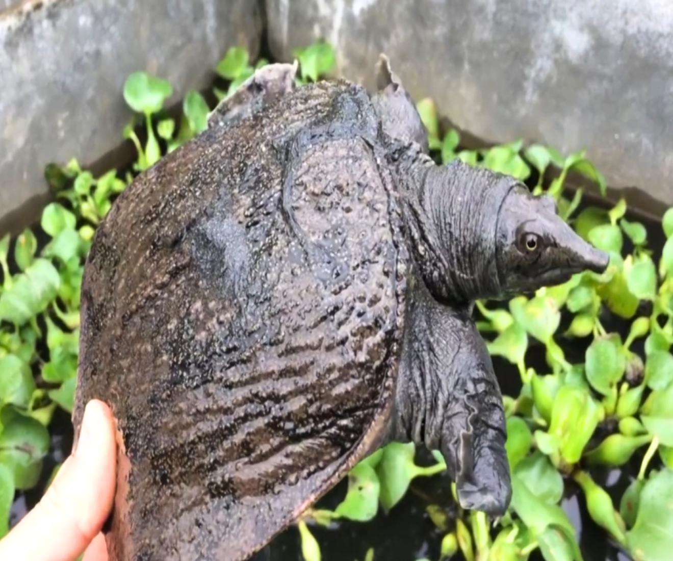 Khác với ba ba truyền thống, ba ba gai có thân hình lớn hơn, tốc độ tăng trưởng nhanh và thịt chắc, khi ra thị trường thì giống này được nhiều khách hàng ưa chuộng.