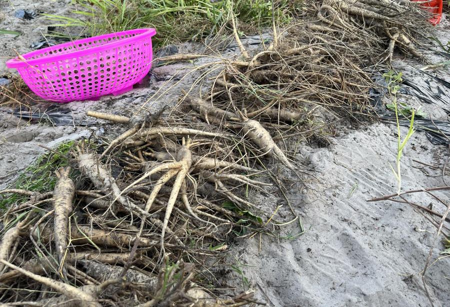 Anh Trí chia sẻ cây sâm bố chính muốn trồng tốt cho năng suất tốt, người nông dân phải chú ý đến nhiều khâu trong quá trình chăm sóc.