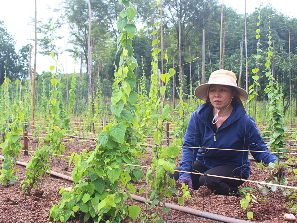 Vào những ngày thời tiết a classTextlinkBaiviet hrefhttps://eva.vn/nang-nong-dinh-diem-p2771c73.htmlnắng nóng/a, nhu cầu tiêu thụ lá sương sâm trên thị trường tăng mạnh, giúp việc tiêu thụ sản phẩm càng thuận lợi.