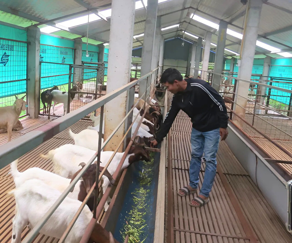 Dê không ưa độ ẩm cao hay nhiệt độ thấp. Vậy nên người nuôi cần phải giữ chuồng trại luôn thông thoáng, sạch sẽ và ổn định về nhiệt độ.