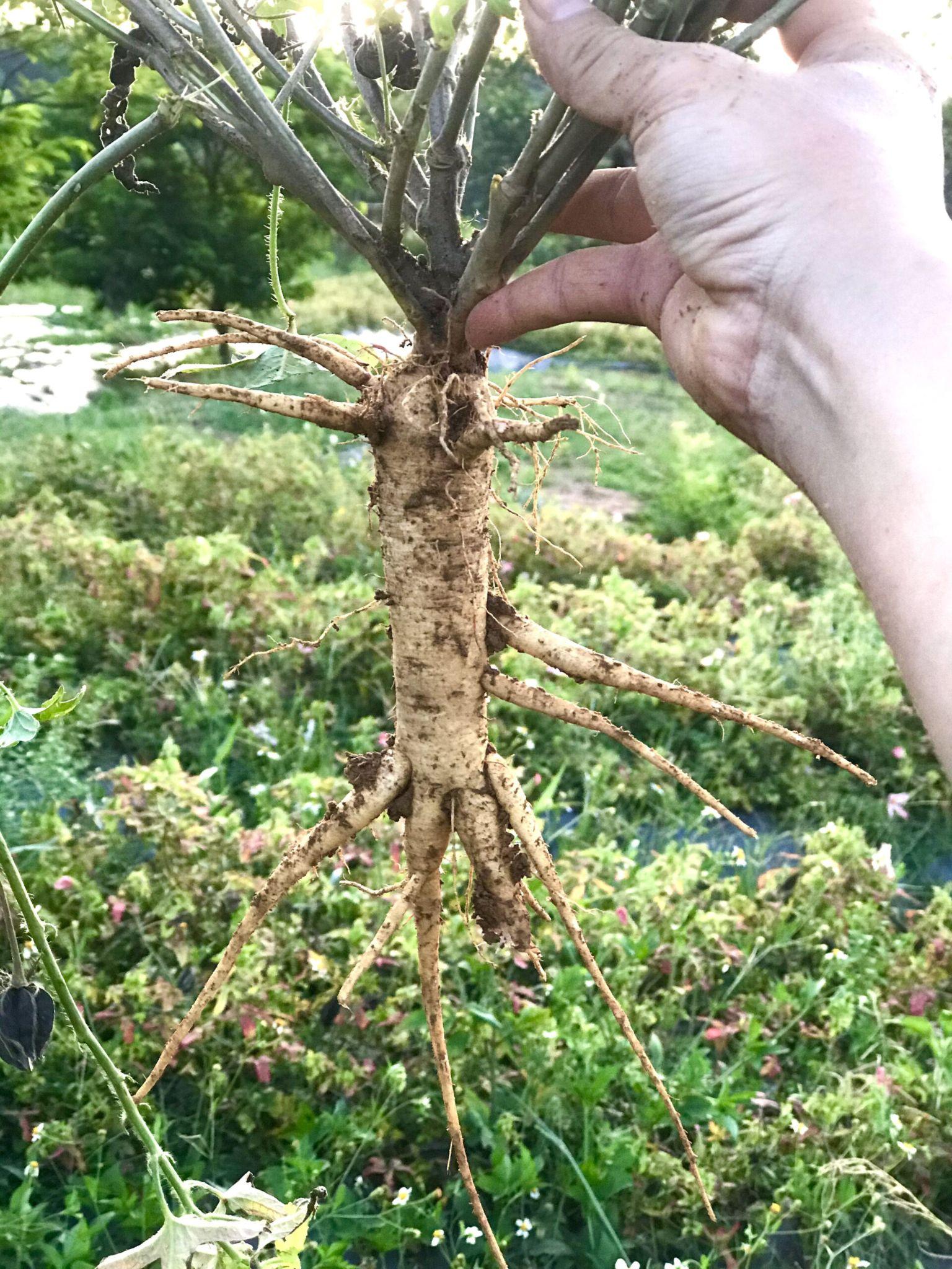 Trước khi ngâm rượu, củ sâm sẽ được ngâm với nước gạo trong khoảng 1 ngày nhằm ra bớt chất nhầy, sẽ có vị thơm và không có mùi hăng của đất.