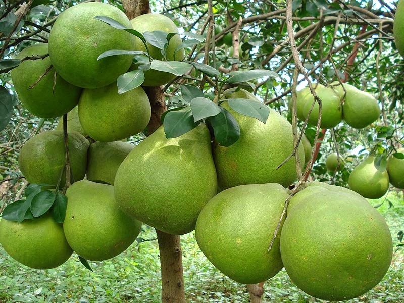 Nhờ kỹ thuật canh tác truyền thống kết hợp với quy trình chăm sóc hiện đại, bưởi được bảo quản tốt, giữ được độ tươi lâu trong quá trình vận chuyển do đó thích hợp mua làm quà tặng người thân, bạn bè…