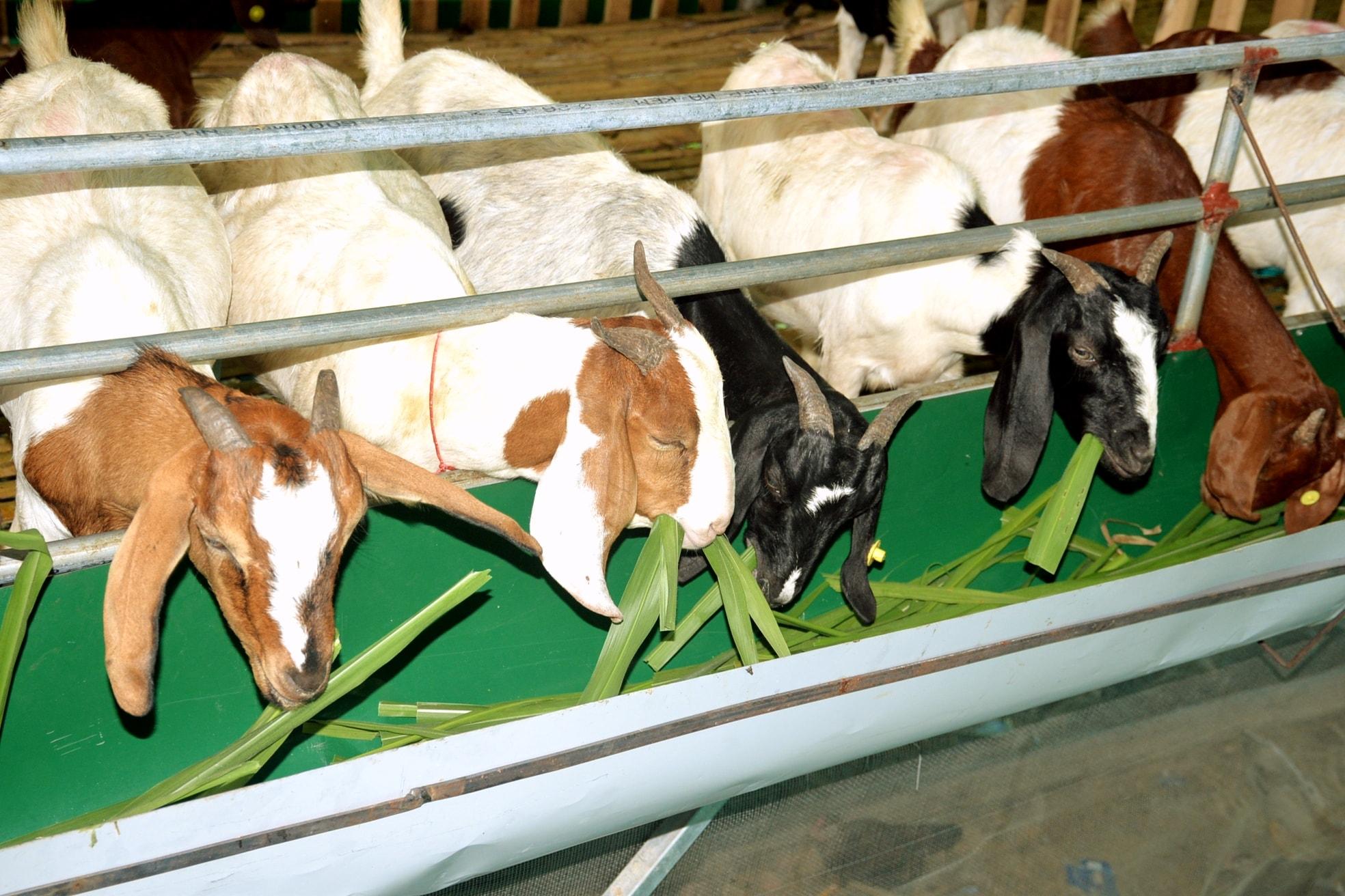 Hằng năm, định kỳ 6 tháng một lần, anh Hiếu sẽ tiêm phòng các bệnh cho đàn dê để đảm bảo chúng luôn khỏe mạnh, năng suất cao.