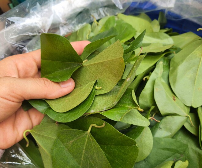 Sương sâm là loại cây trồng ít sâu bệnh hại, sương sâm rất sợ úng, úng sẽ dễ bị bệnh, đặc biệt là bệnh thối rễ. Nếu đất không được tơi xốp và thoát nước thì cây có thể không phát triển mạnh, gây hại đến cả cây và lá.