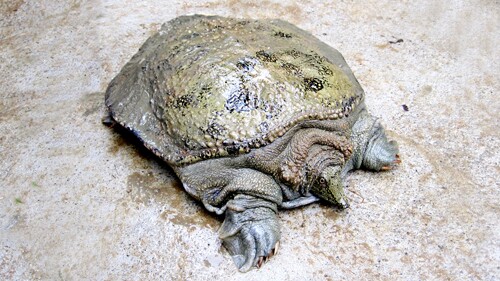 Tuy nhiên, về đặc tính của ba ba hơi nhút nhát lại vừa hung dữ. Ba ba gai thích sống nơi yên tĩnh, ít tiếng ồn. Khi thấy có tiếng động mạnh, có người hay con vật đến gần, chúng lập tức lẩn trốn.