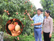 Nông dân thu tiền tỷ nhờ quả vải to "bất thường", trở thành đặc sản 250.000 đồng/kg, khách nườm nượp tới mua