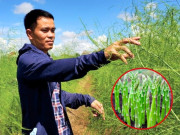 Tin tức - Loại măng ít ai để ý ngoài chợ nhưng được ví là “rau vua”, giúp nông dân đổi đời cho thu nhập trăm triệu đồng/năm