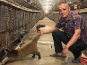 Tin tức - Anh nông dân ở Phú Thọ mỗi năm đút túi tiền tỷ nhờ nuôi con thích leo trèo, “chỉ ăn rồi đẻ”, cứ bán là hết veo