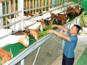 Tin tức - Nuôi loài vật "hiền như cục đất" lại thích nghe nhạc, anh nông dân ở Hải Phòng nhẹ nhàng thu về 300 triệu đồng/năm