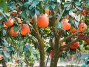 Tin tức - Trồng loại quả "tiến vua" đỏ rực cả khu vườn, ông nông dân Thanh Hóa nhẹ nhàng bỏ túi trăm triệu đồng/năm